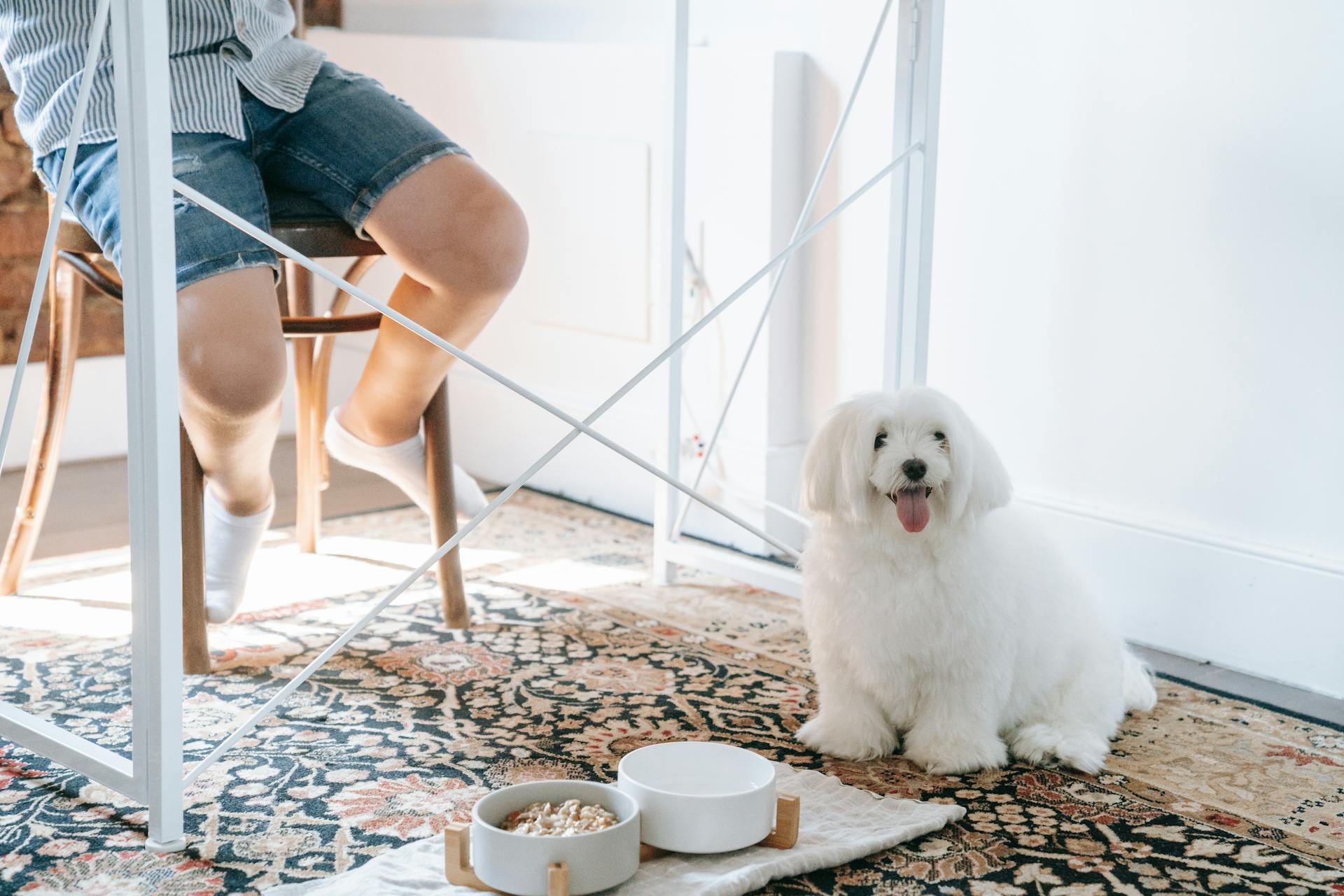 Petit chien blanc à manteaux longs assis sur une chaise