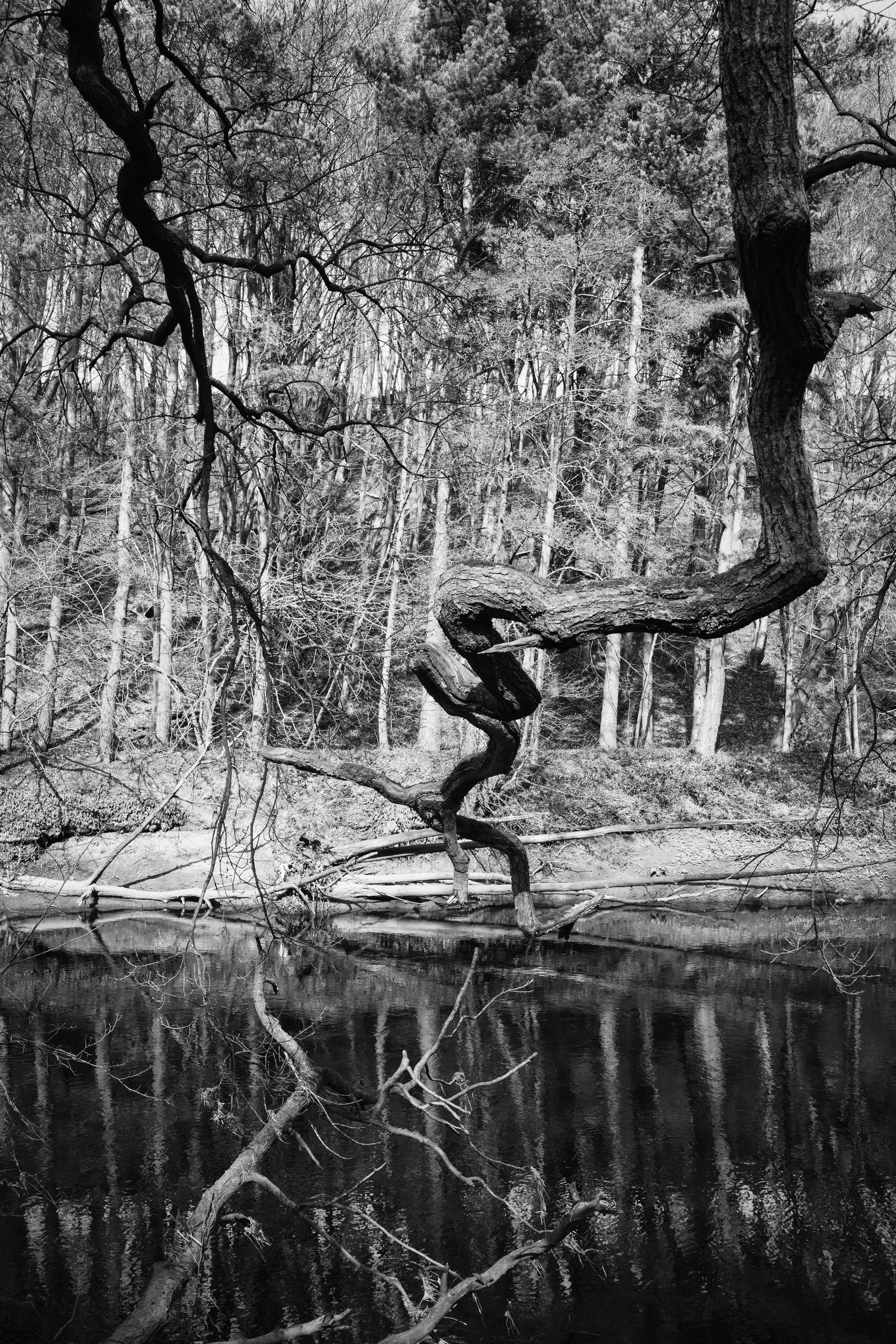 Monochrome forest landscape featuring twisted tree branches and a reflective river surface.