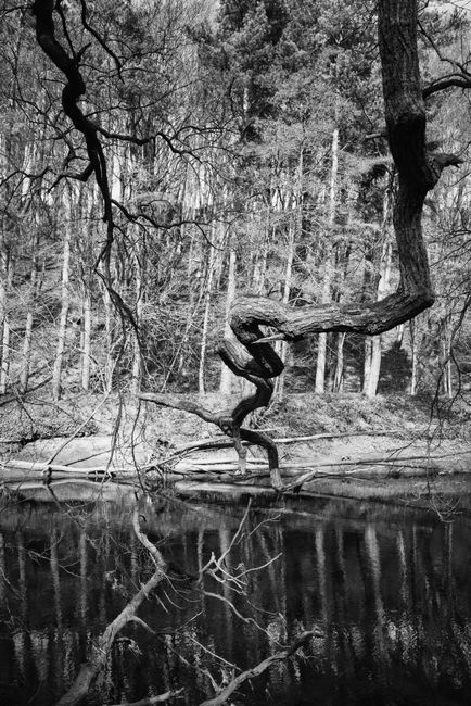 Monochrome forest landscape featuring twisted tree branches and a reflective river surface.
