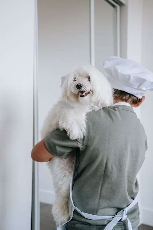 Free Person carrying a Cute Maltese Stock Photo