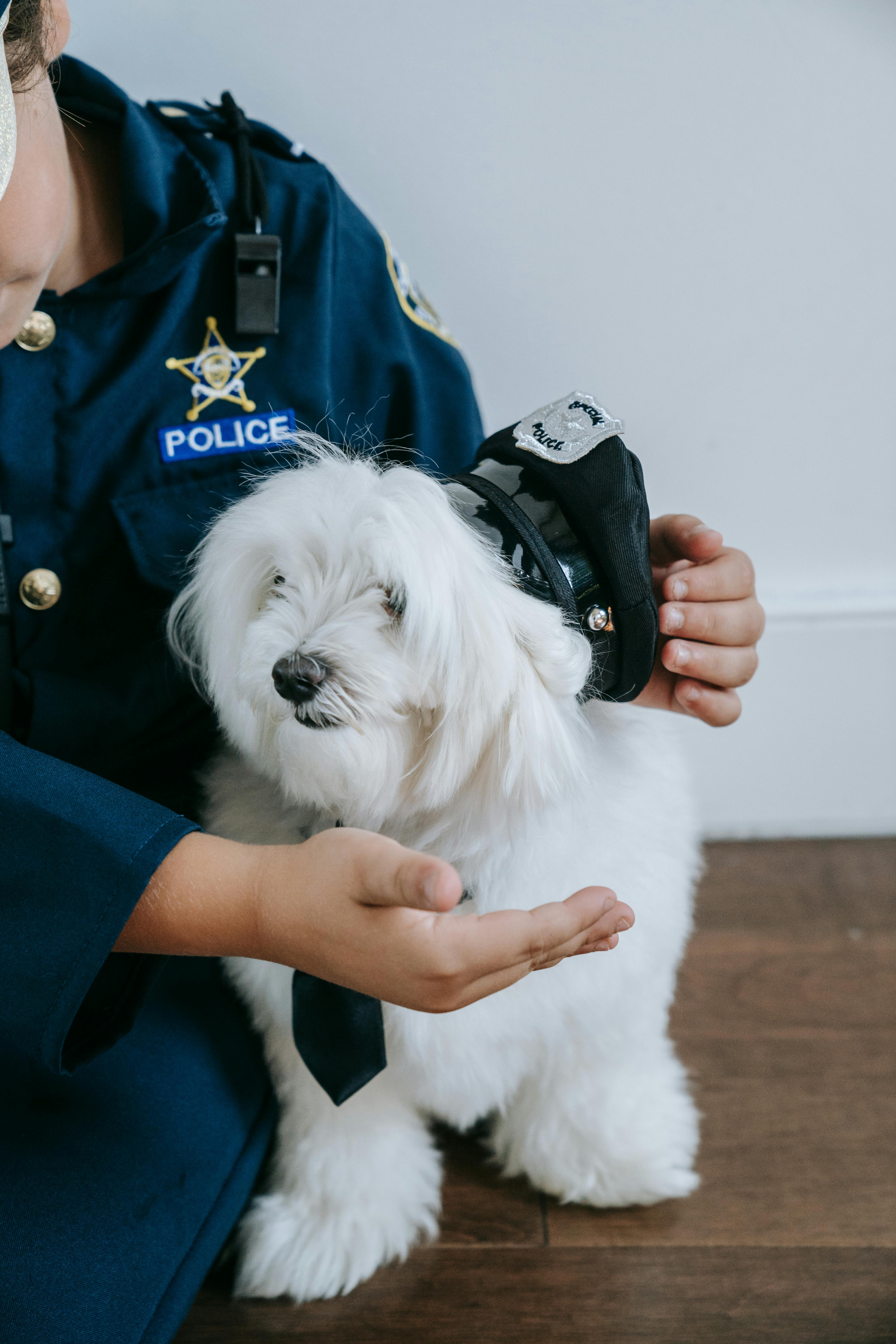 white dog wearing police cap