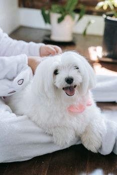 Charming Maltese dog lounging with owner inside a cozy home setting.