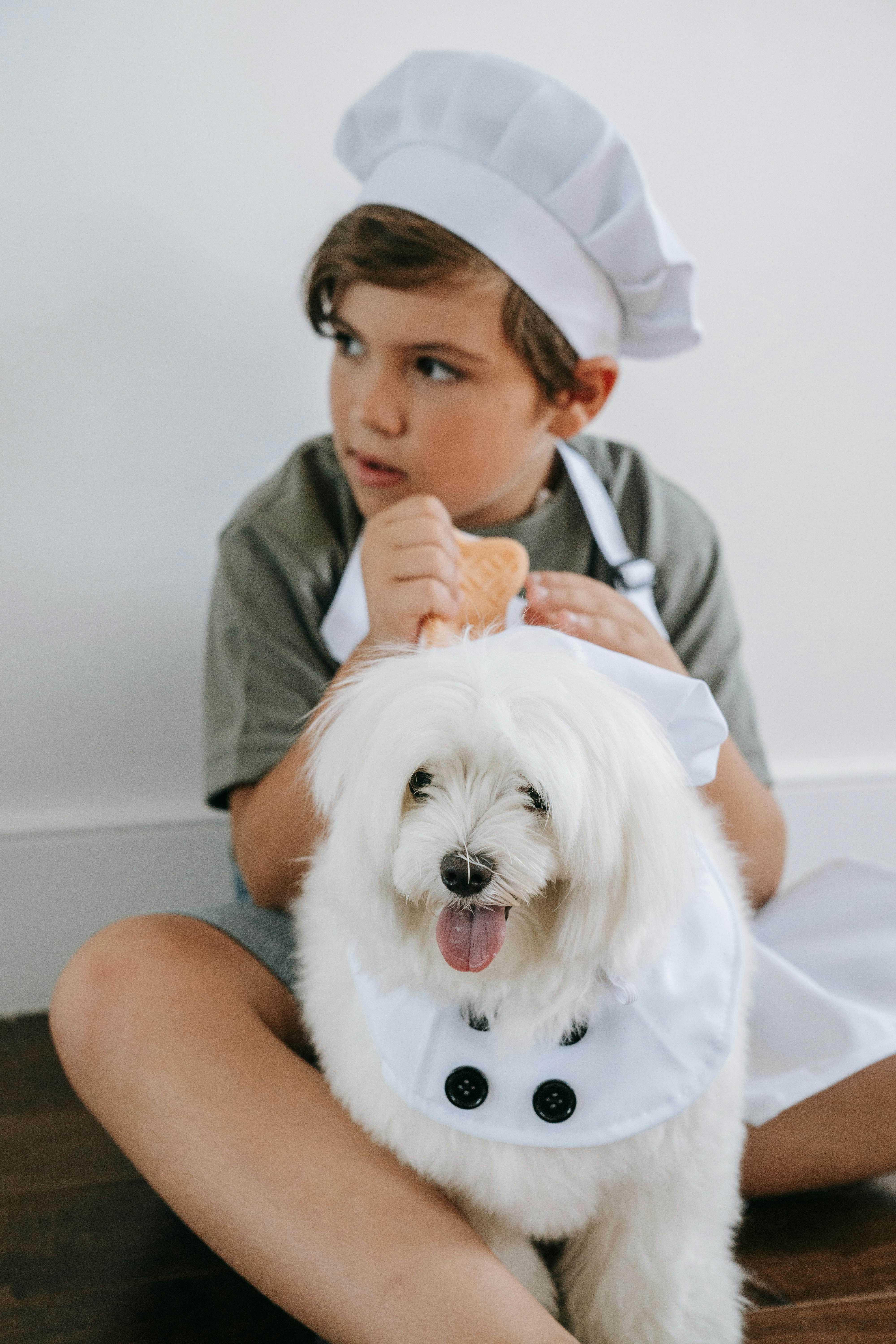 Havanese image