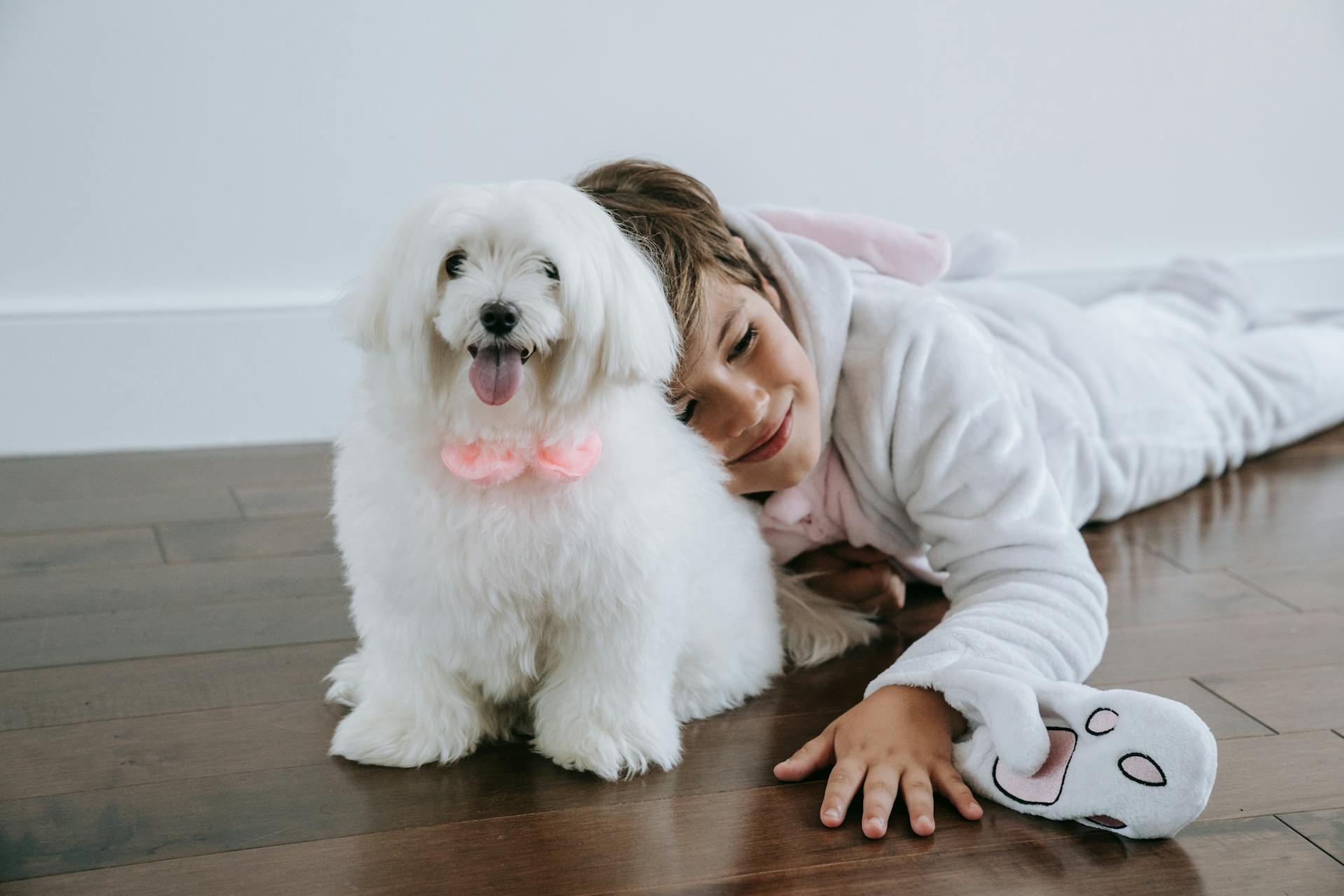 A Cute Maltese and Boy in a Costume