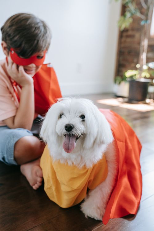 Free A child and dog wearing superhero capes playfully pose indoors. Stock Photo