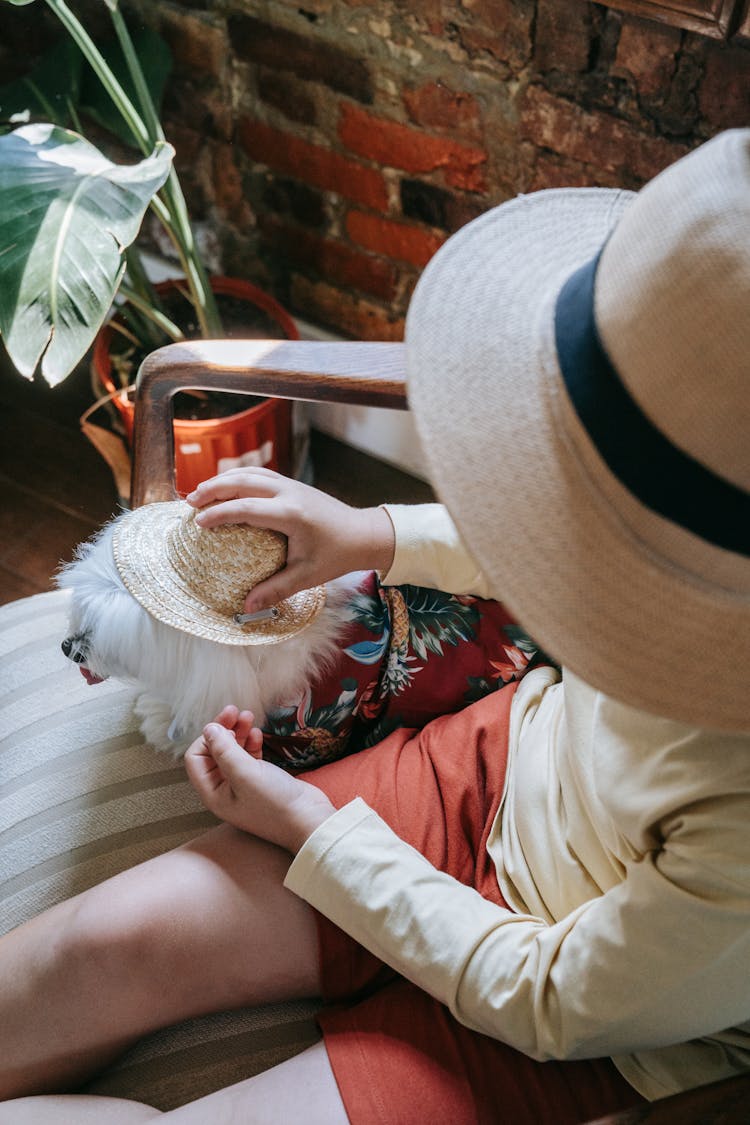 Child Putting A Small Sun Hat On A Pet Dog