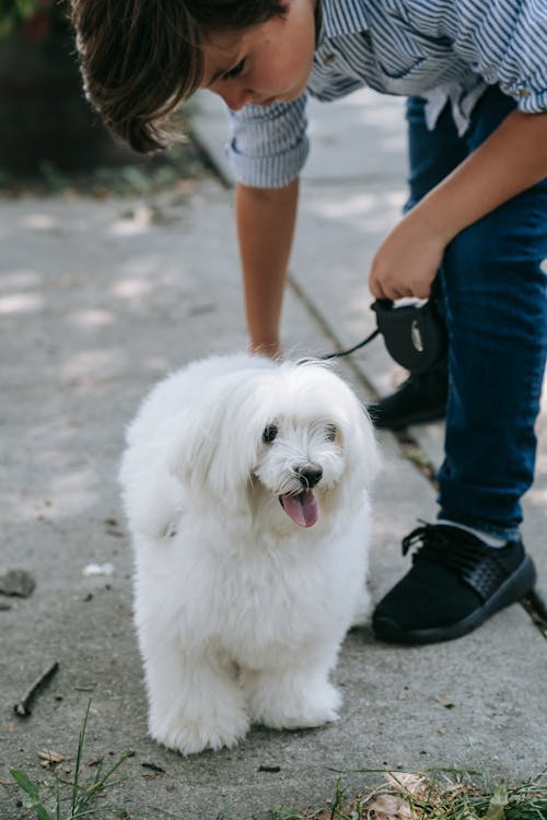 Photo of a Boy with a White Dog