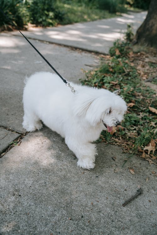 Free White Long Coat Small Dog on Grey Concrete Pavement Stock Photo