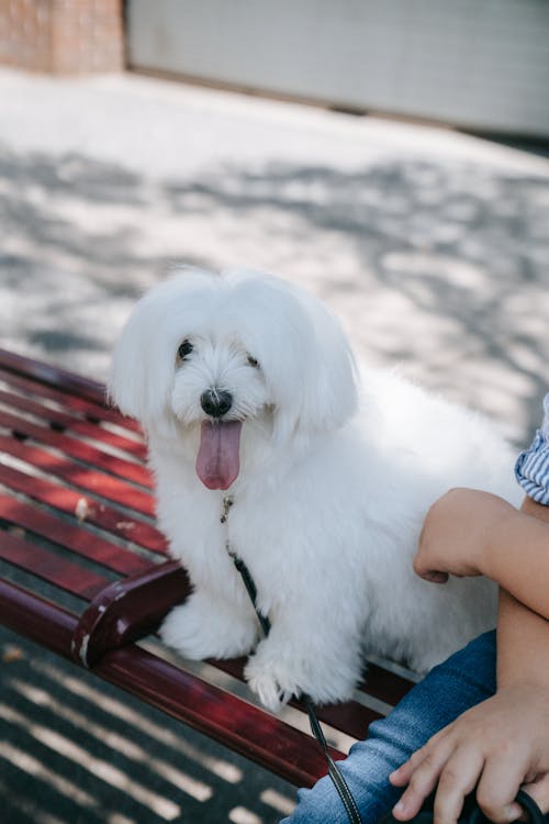 伸出舌頭, 動物, 可愛 的 免費圖庫相片