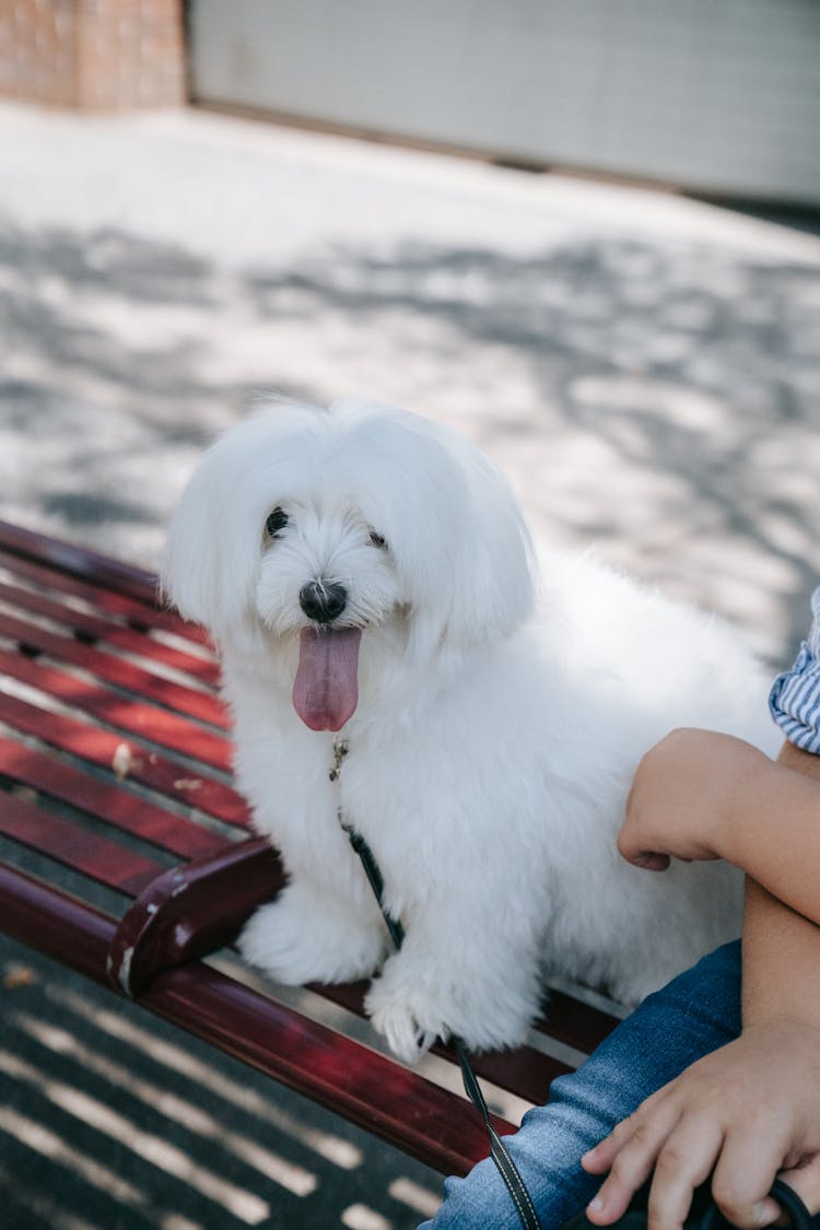 White Fluffy Dog With Tongue Out