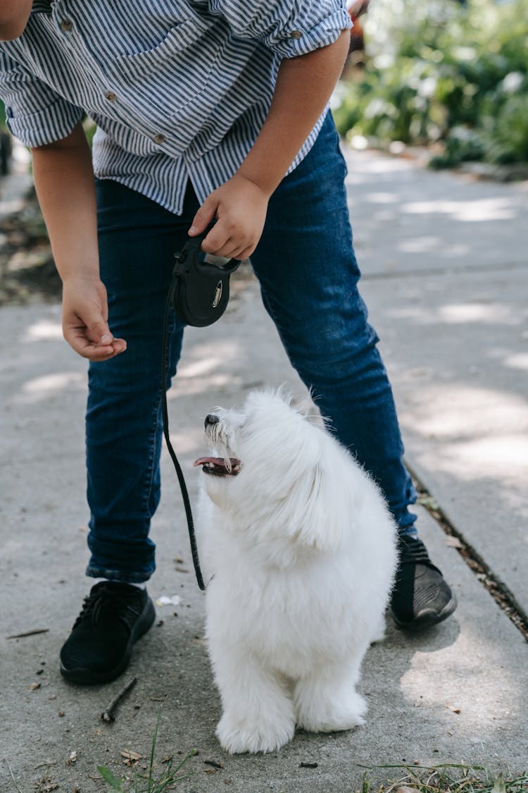 Person Holding Leash Of White Dog