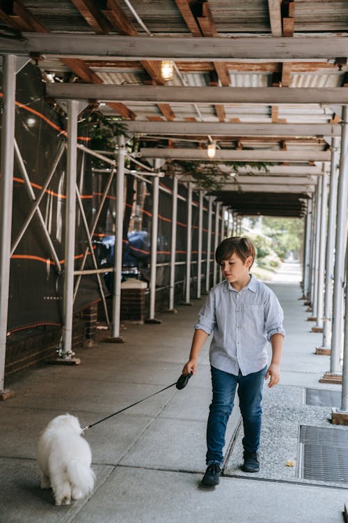 Boy Holding Leash on White Animal