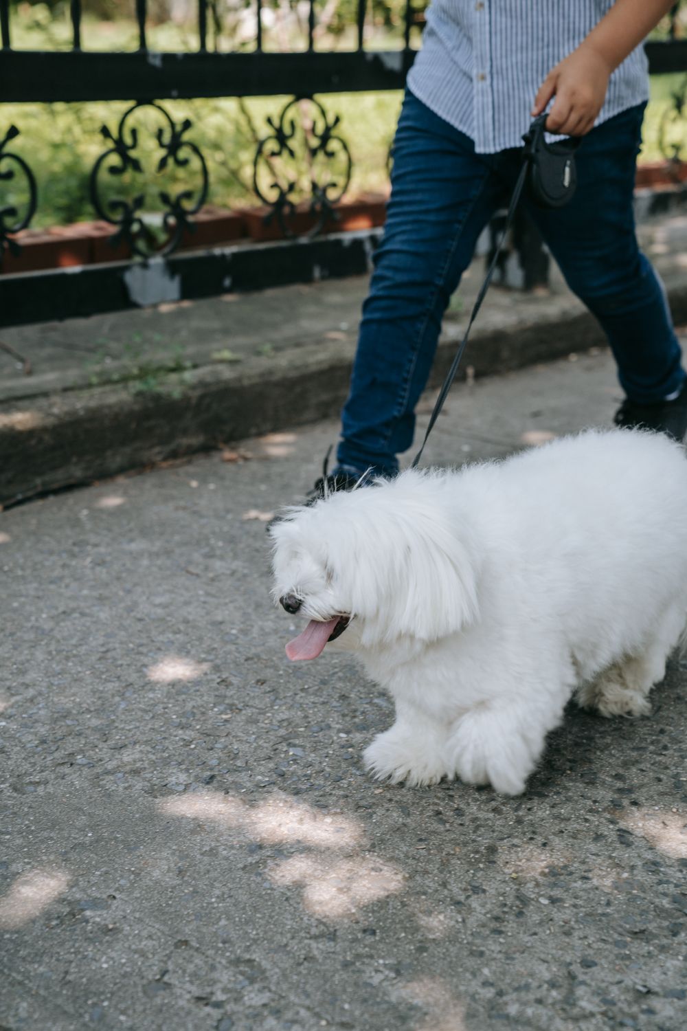 Dog enjoying a walk outdoors