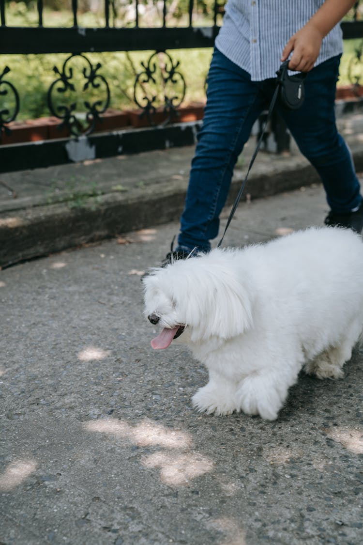 Person Walking With A Dog