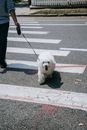 White Long Coated Small Dog on Gray Concrete Road