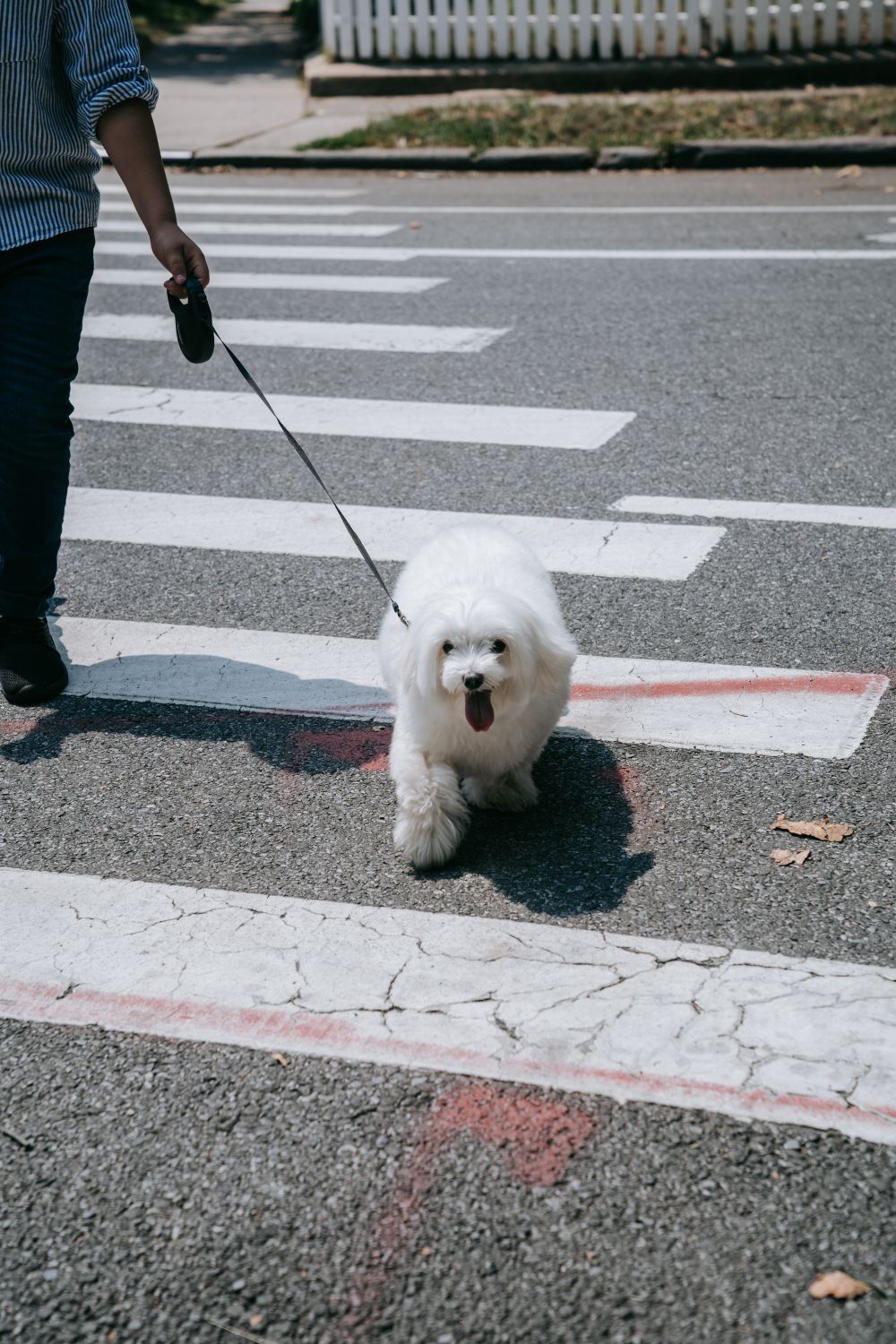 Perro atado con correa paseando por la acera de forma responsable