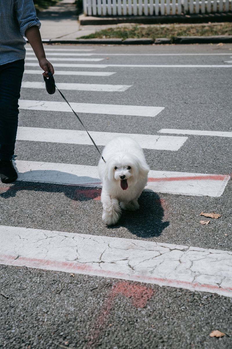 Dog walking calmly on leash beside owner