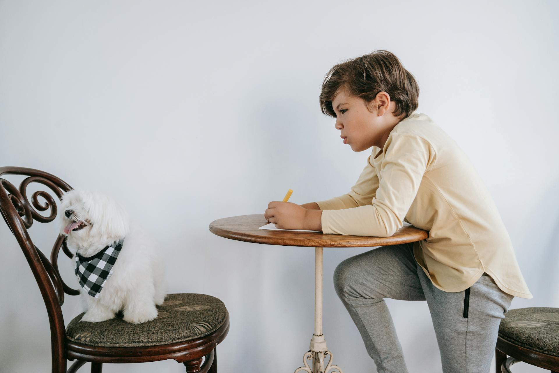 Boy Looking at a Dog on a Chair