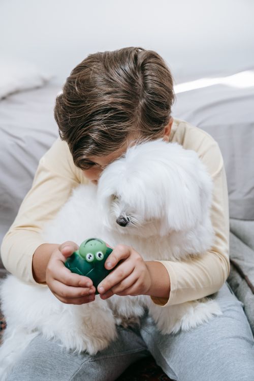 Free A child with a small white dog enjoys playtime indoors, holding a green toy. Stock Photo