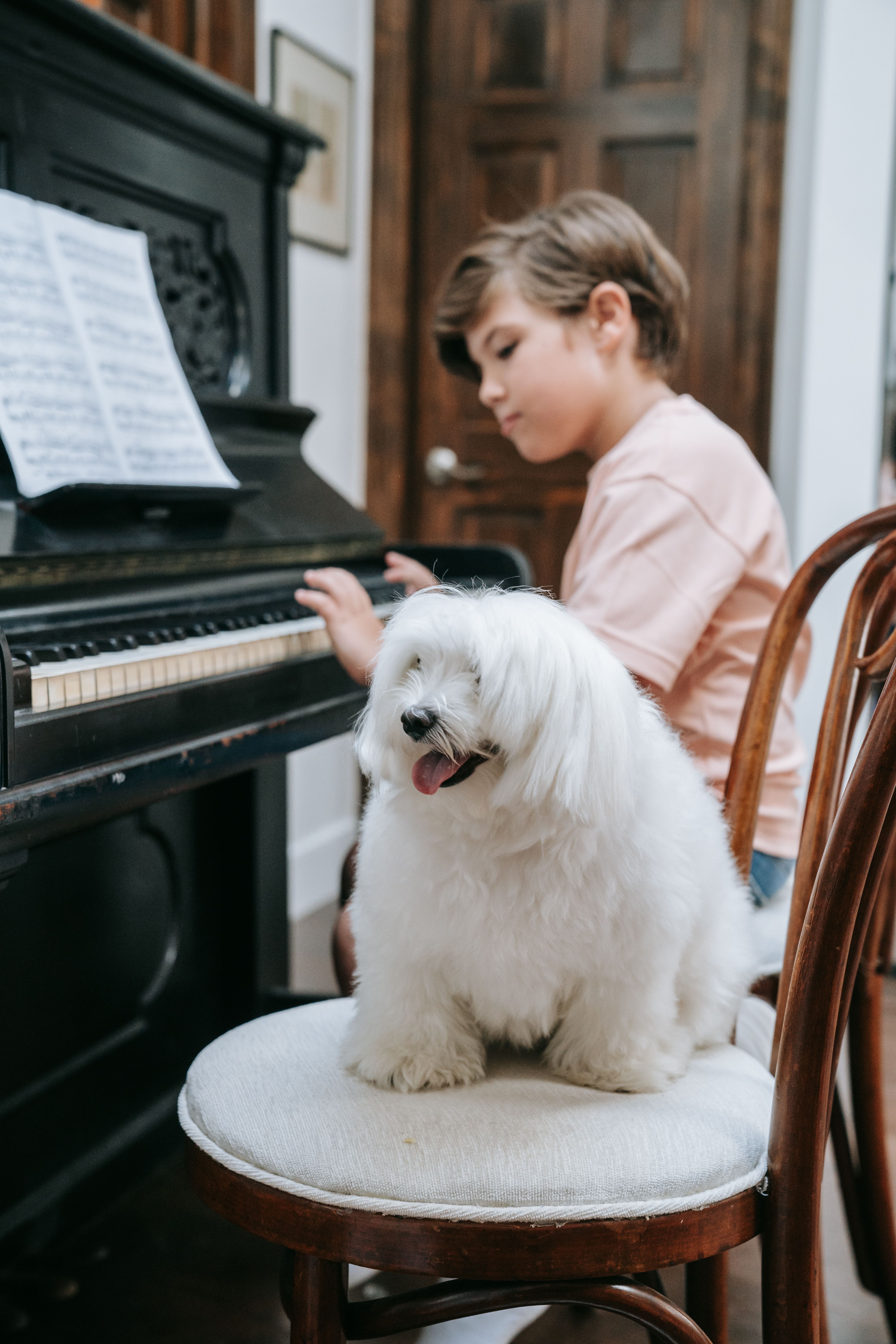 Techniques déducation pour chiots 