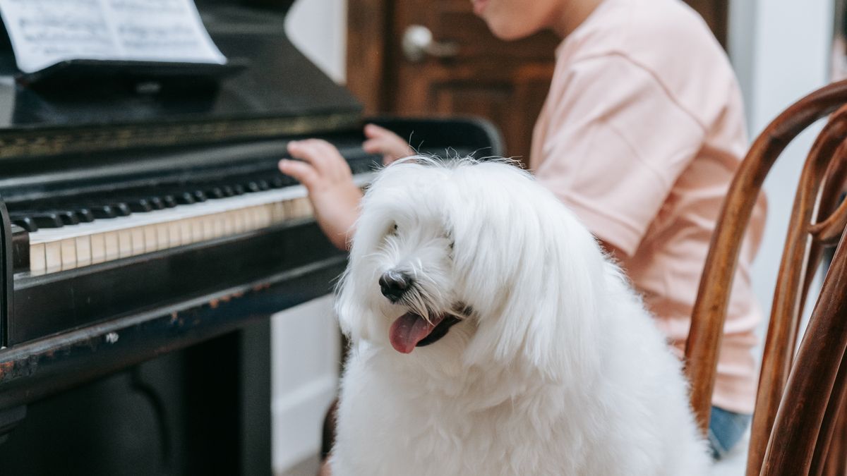 Techniques déducation pour chiots
