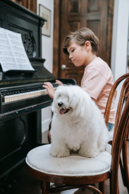 Free A child playing piano indoors with a dog sitting on a chair nearby. Stock Photo