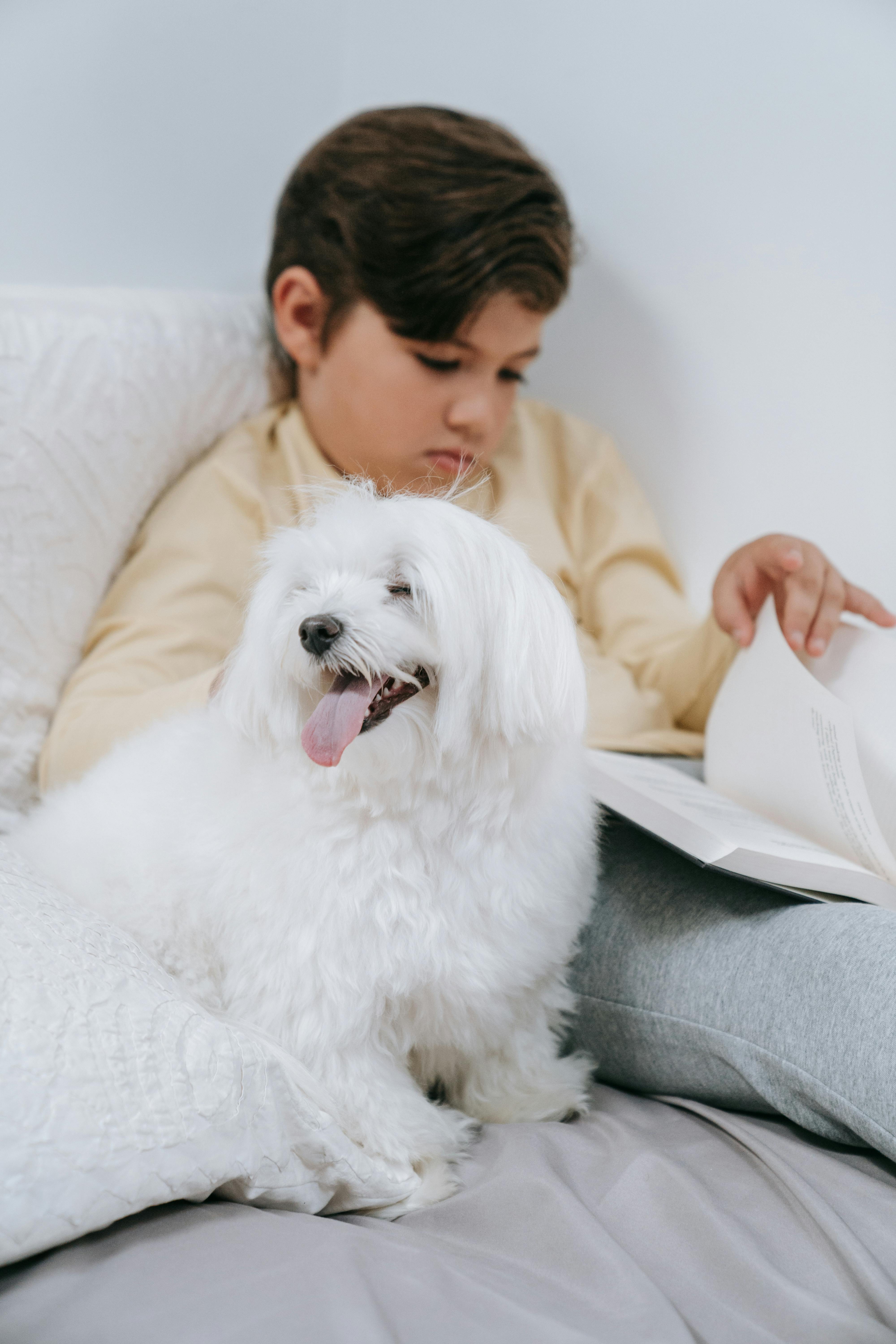Child reading a book with a fluffy white dog beside on a cozy sofa indoors.