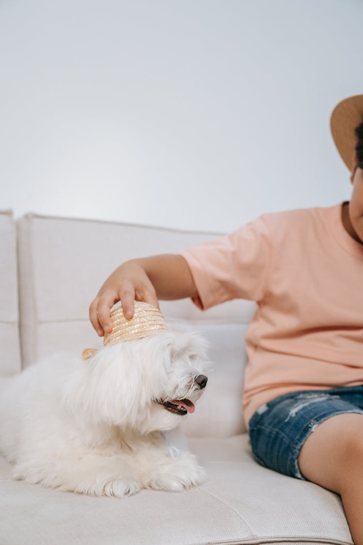 Close-Up Shot Of A Person Playing With Coton De Tulear Dog