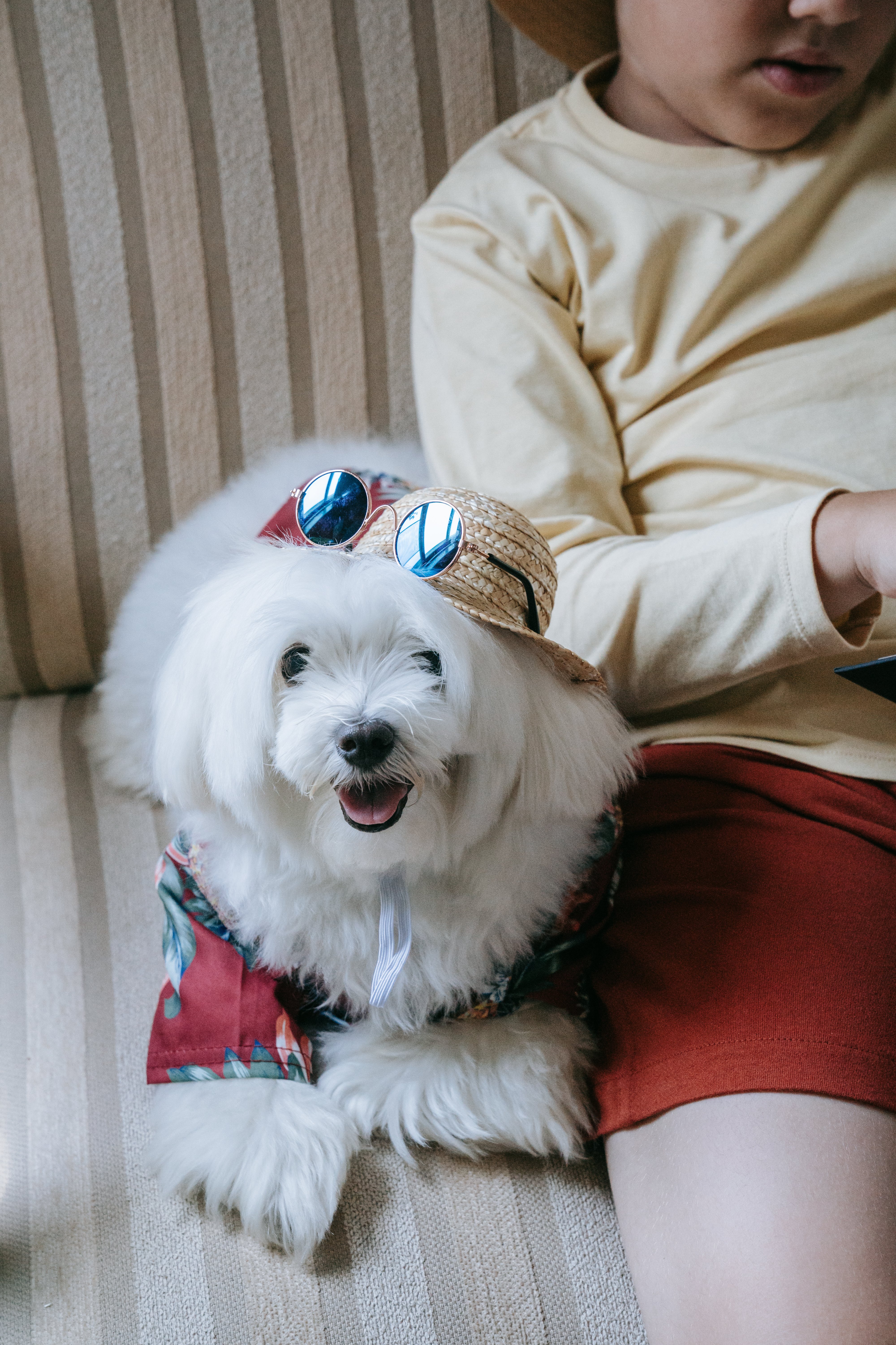 Cute fluffy dog wearing sunglasses and a hat sitting beside a child indoors.