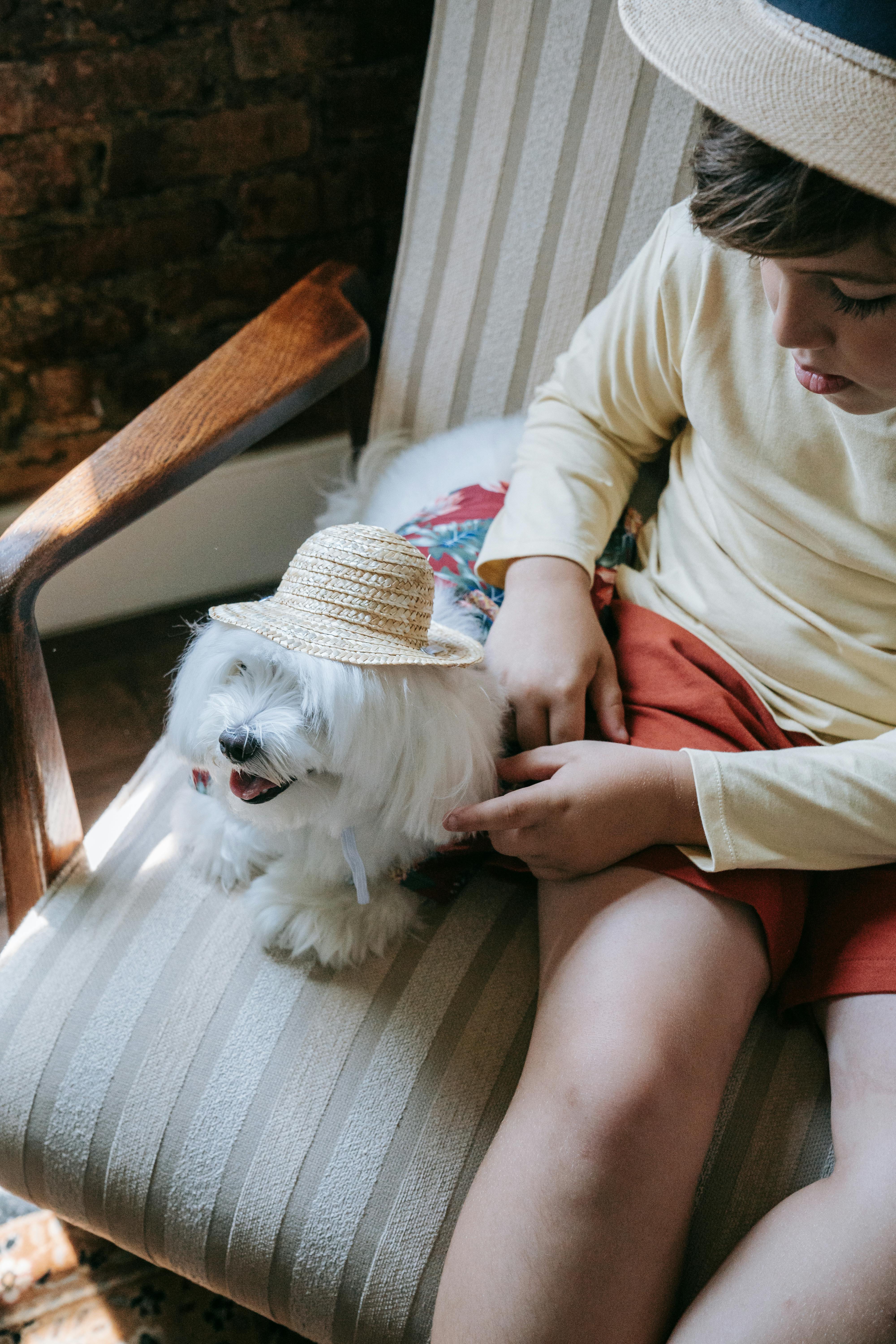 high angle shot of a boy and his white dog wearing a hat