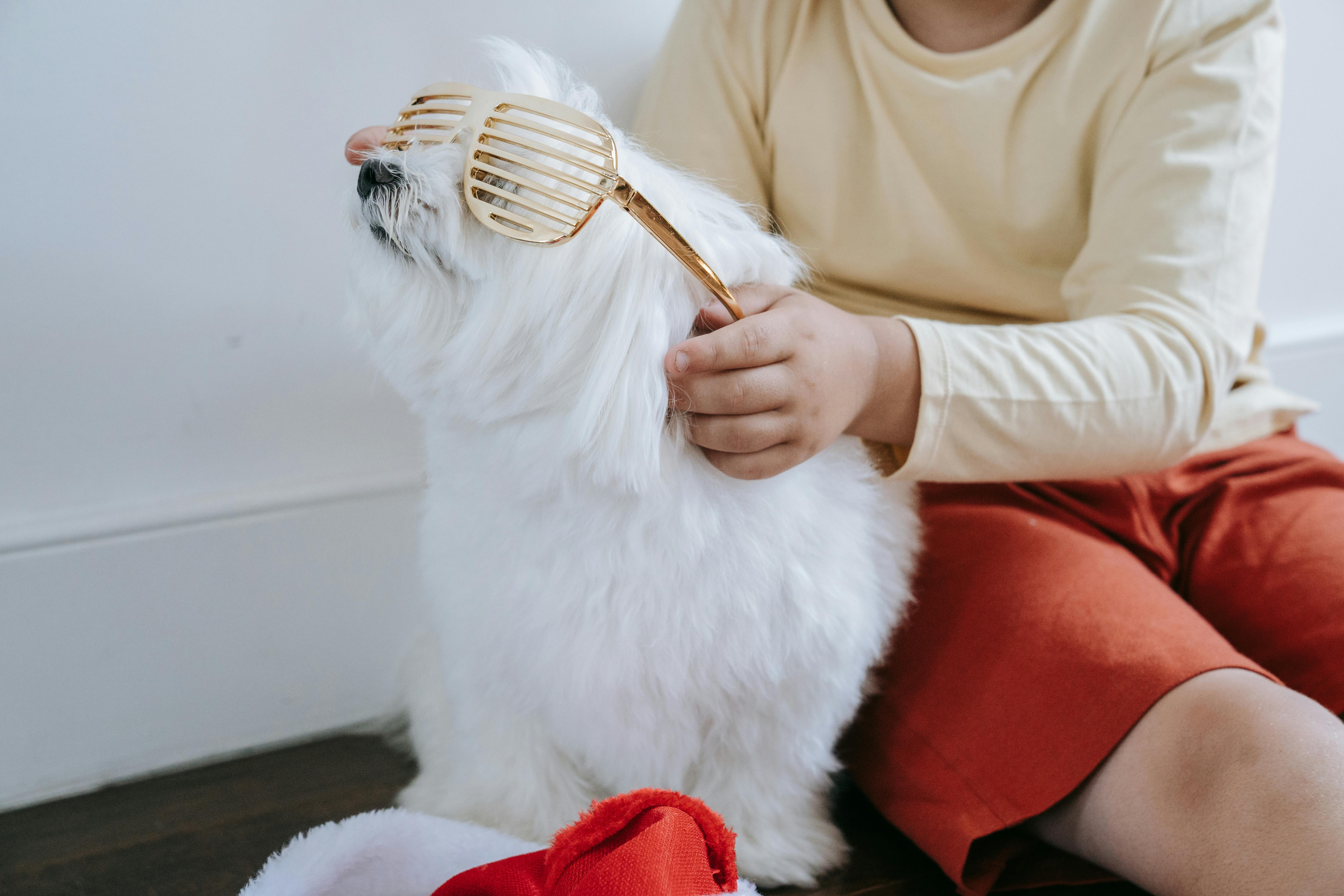 pet lifestyle pets lifestyle — Photo by Katya Wolf on Pexels