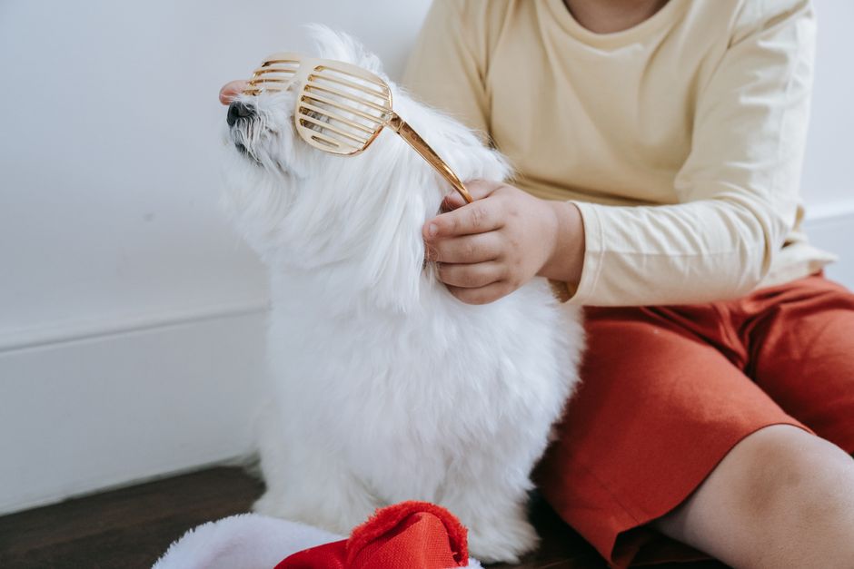What Age Can You Get Pet Insurance for a Dog UK 2026?