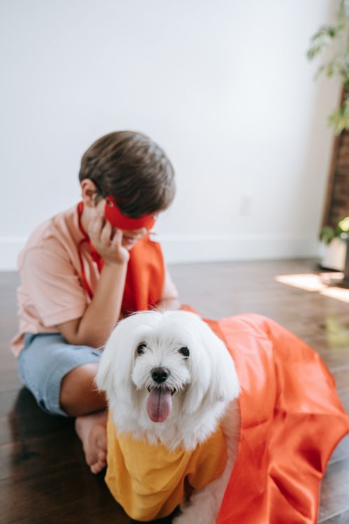Free A child and Coton de Tulear enjoy a playful superhero moment indoors, both dressed in costumes. Stock Photo