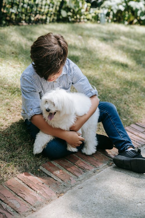 Gratis stockfoto met aanbiddelijk, harig, hond