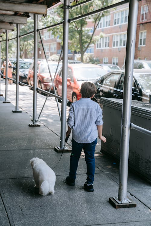 A Boy Walking His Dog