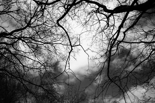 Fotos de stock gratuitas de árboles desnudos, blanco y negro, escala de grises