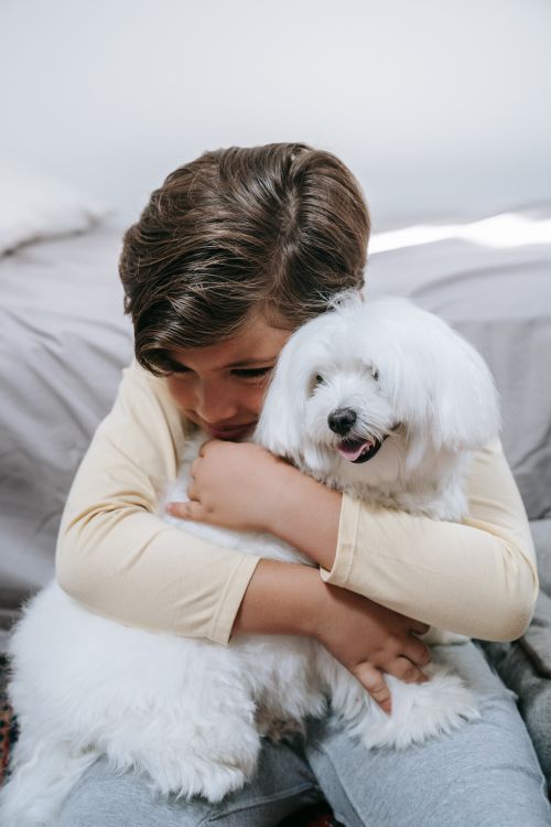 Free A young boy lovingly embraces a white Maltese dog in a cozy bedroom setting. Stock Photo