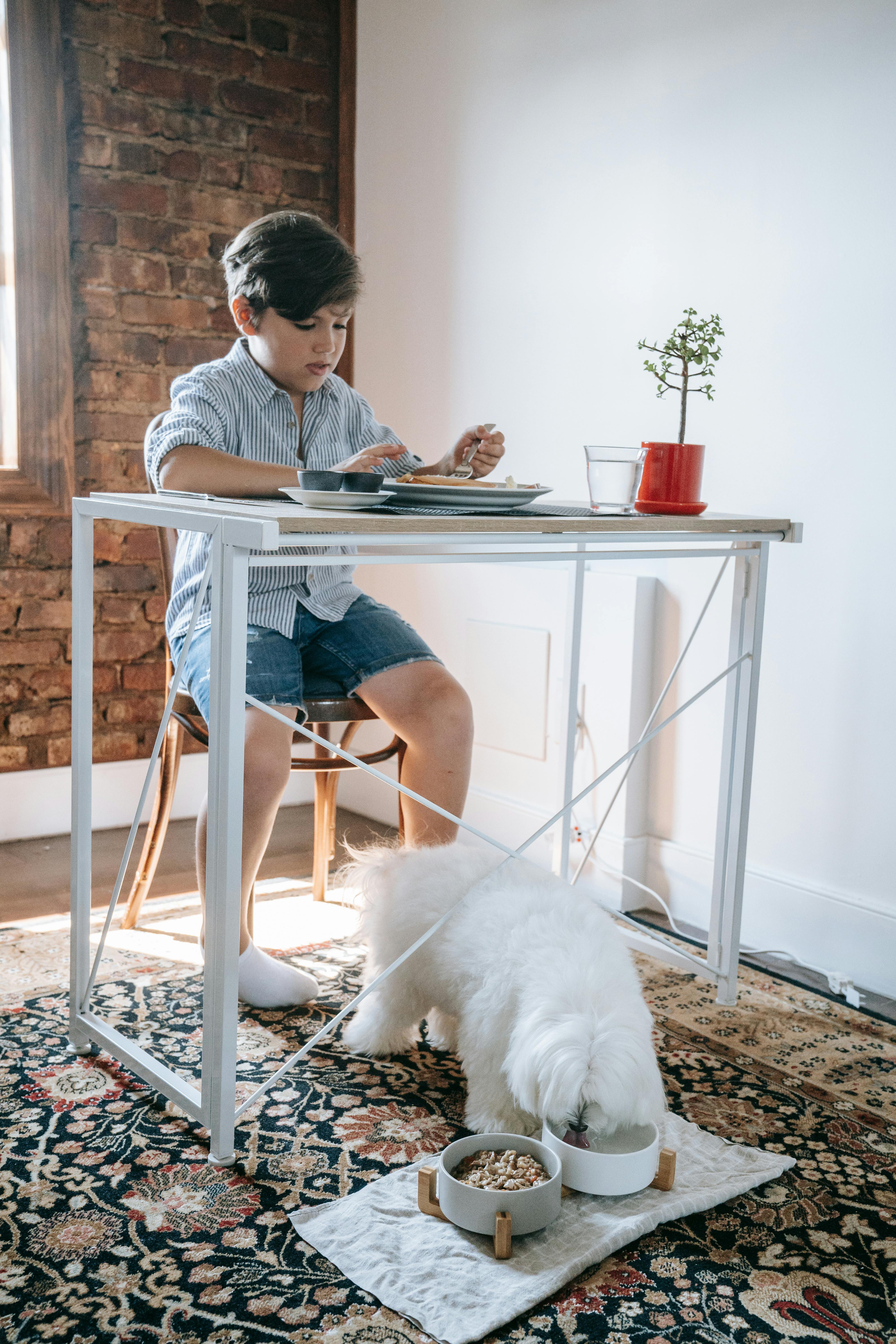 Bichon Frise enjoying a meal in a cozy home setting