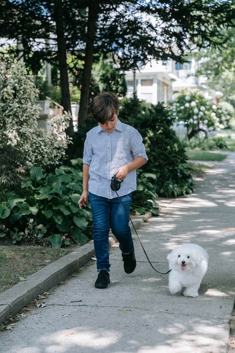 Boy Walking Dog On A Leash