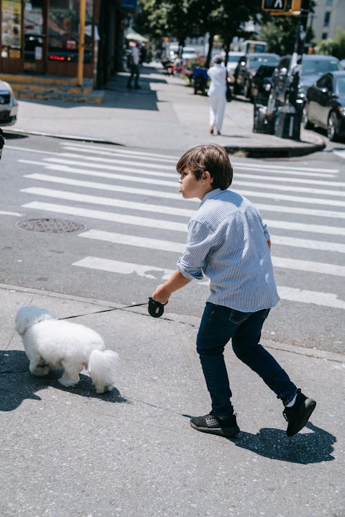 coton de tulear, 개, 개의의 무료 스톡 사진