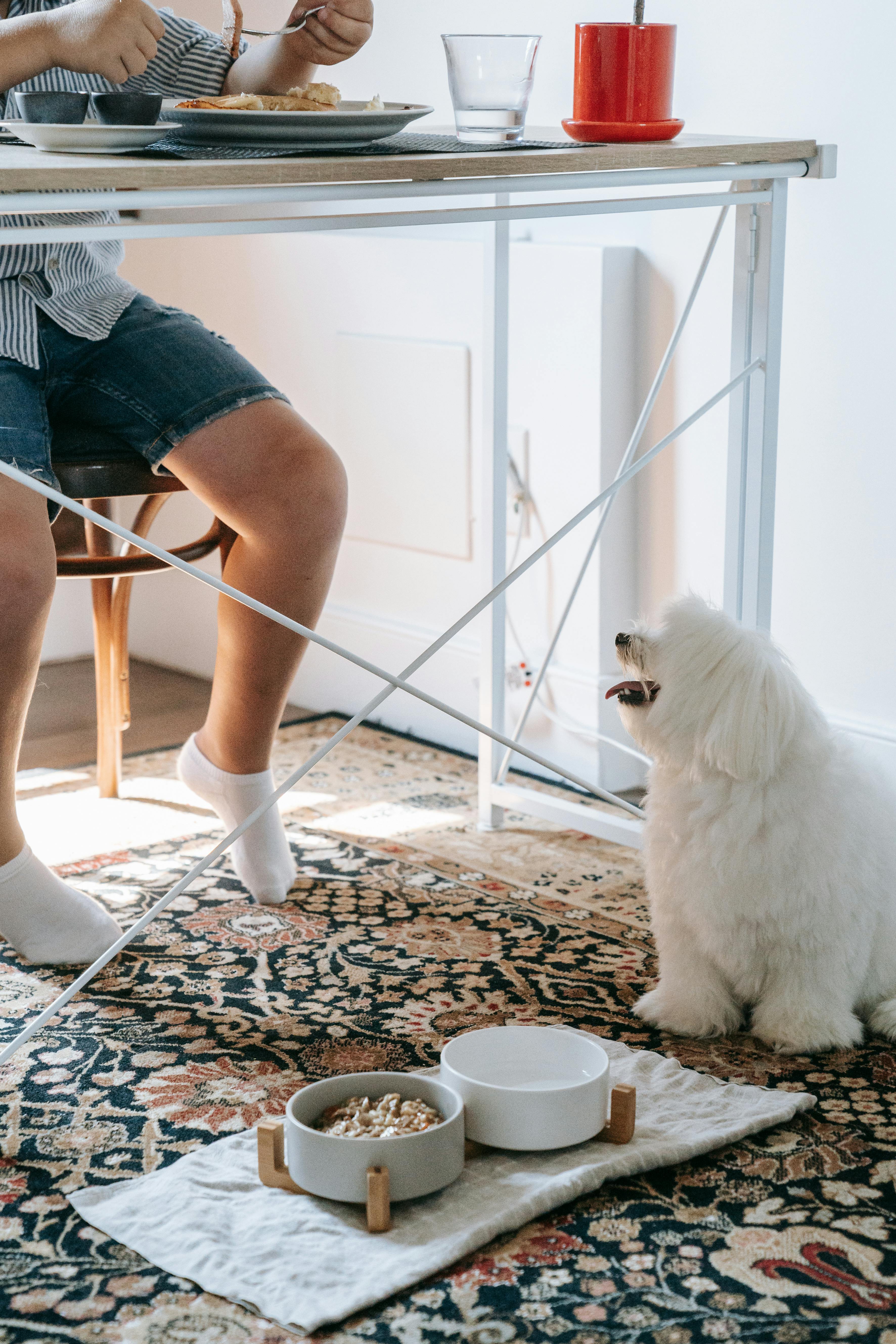 A White Dog with its Food over the Floor Carpet · Free Stock Photo
