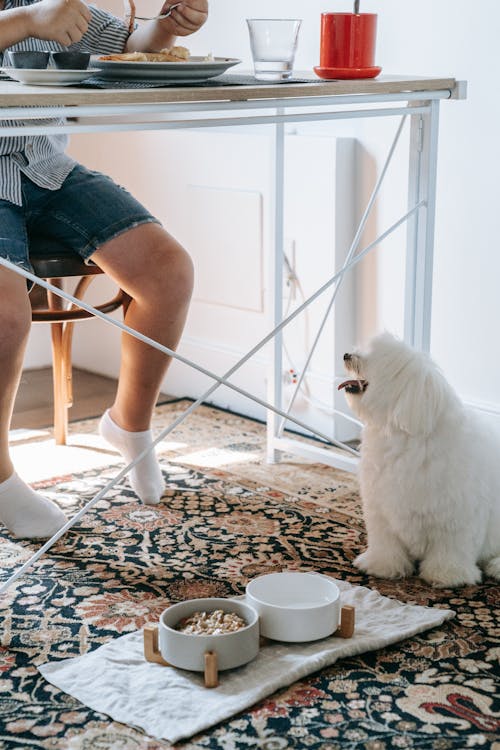 Free A White Dog with its Food over the Floor Carpet Stock Photo