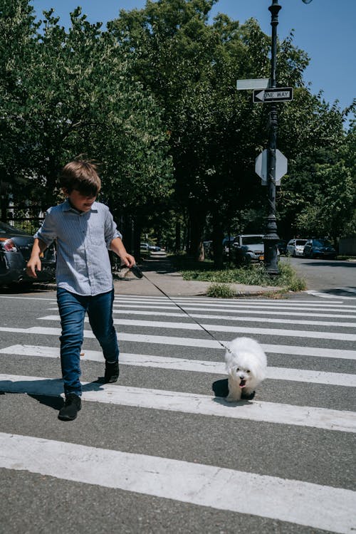 Free Woman in Blue Jacket and Blue Denim Jeans Holding White Dog on Road Stock Photo