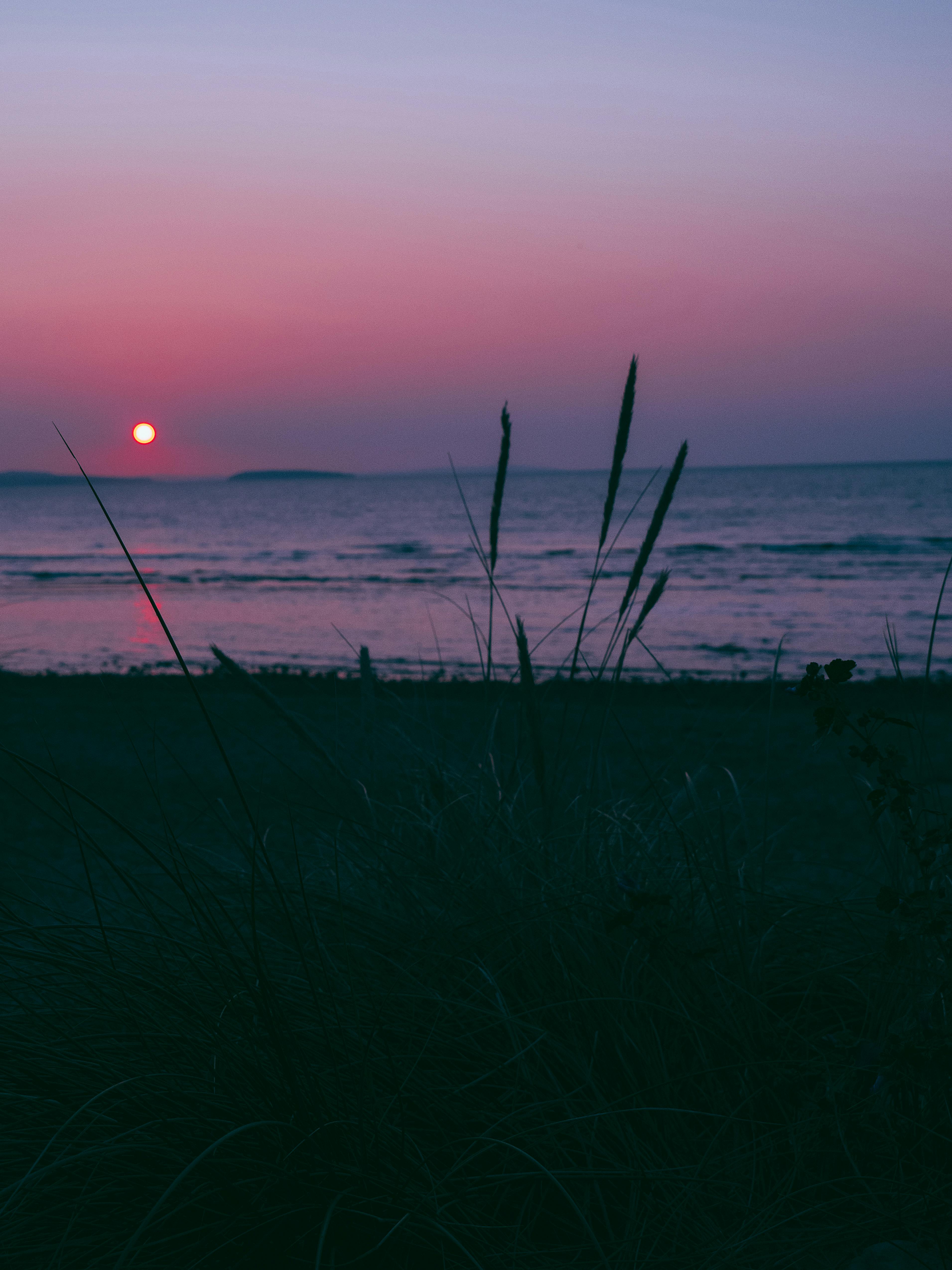 Tranquil beach scene at sunset with silhouetted grasses and a vivid sky.
