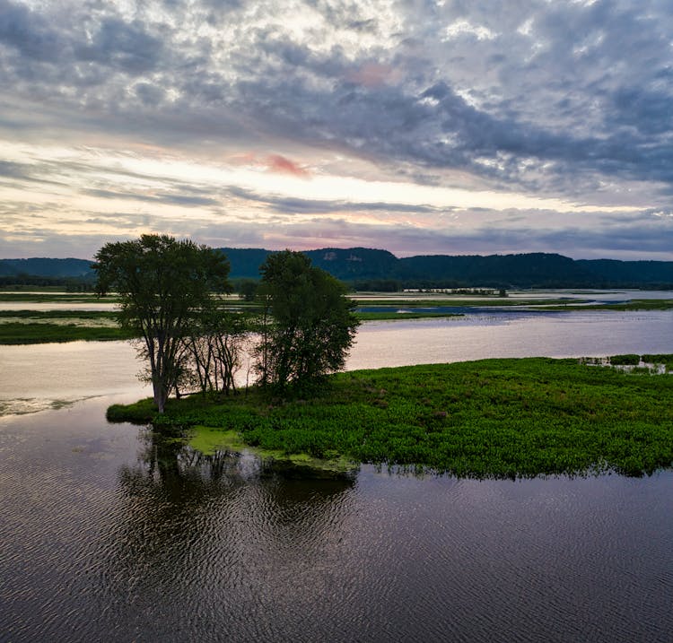 Green Trees In The Swamp