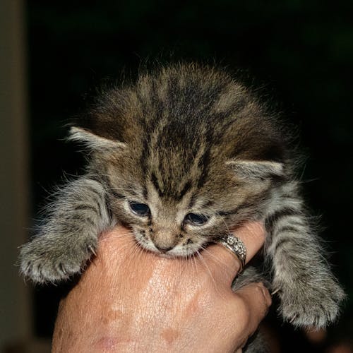 Person Holding a Tabby Cat