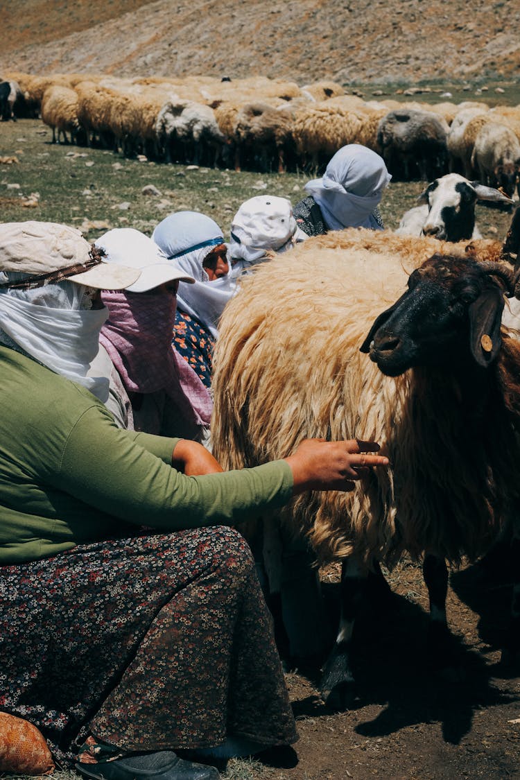 Women Engaged In Sheep Farming 