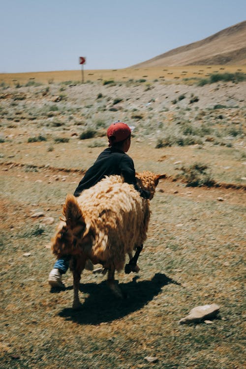 A Boy Tagging a Sheep