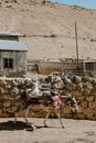 White Horse in Front of Brown Concrete Building