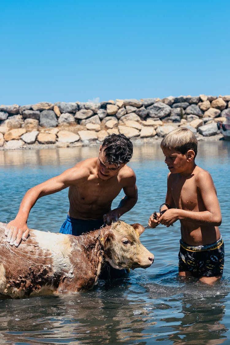 Man And A Boy Bathing A Baby Calf In A River